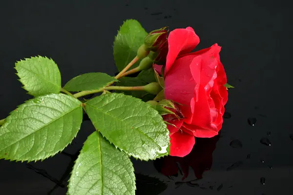 Red rose with green leaves isolated on black background.
