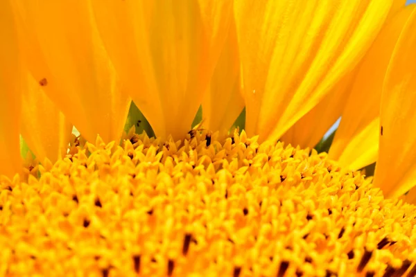 Close-up of a sunflower basket with petals and flowers.
