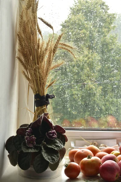 The picture shows a window with raindrops visible on the glass, and on the windowsill there are vegetables and a sheaf of wheat.