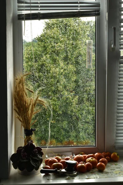 The picture shows a window with raindrops visible on the glass, and on the windowsill there are tomatoes and a sheaf of wheat, the blinds are raised.