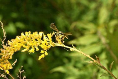 Eumenes adında siyah bir eşek arısı sarı bir çiçeğin üzerinde oturur..