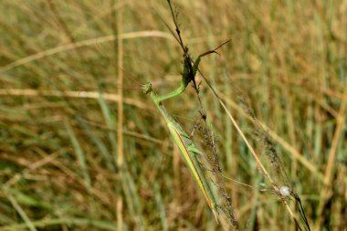 Yeşil peygamberdevesi ağaç dalında oturur ve pençelerini yeşil çimlerde ve mavi gökyüzü arka planında temizler. Avrupa peygamber devesi, Mantis dini. Yüksek kalite fotoğraf