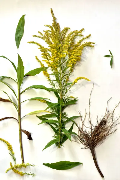 Study guide. Herbarium. The bush of the ragweed plant, its stem, leaves, flowers and root system.