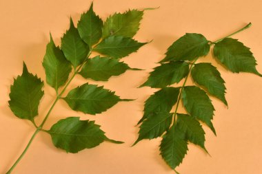 Turuncu arka planda yatan uzun bir saptaki yeşil yapraklar tarafından oluşturulan doku deseni.