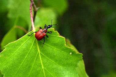 Uzun siyah boyunlu, kırmızı renkli bir böcek olan Trachelophorus zürafa yeşil bir yaprağın üzerinde oturuyor..