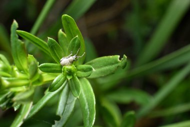 Asma meyvesi bitkisi veya Attactagenus albinus bitkinin yaprakları üzerinde sürünür..