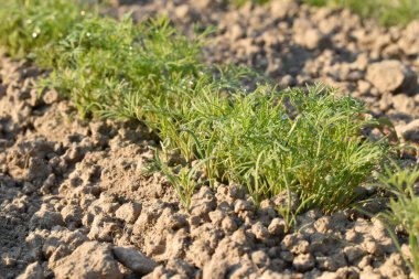 Bahçede bir sıra dereotu filizlendi..