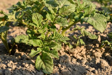 Bahar. Bahçede patatesler filizlendi..