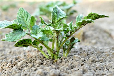 Bahçede, bir patates çalı toprağı yardı..