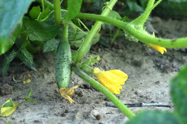 Salatalıklar bahçe yatağında olgunlaşıyor. Salatalık çalılarının saplarında sarı çiçekler ve salatalık yumurtalıkları görülebilir..