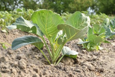 Bahçede geniş yapraklı yeşil lahana filizleri büyür..