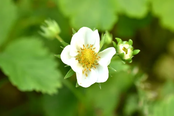 The strawberries bloomed with white flowers. Close-up of one strawberry flower.