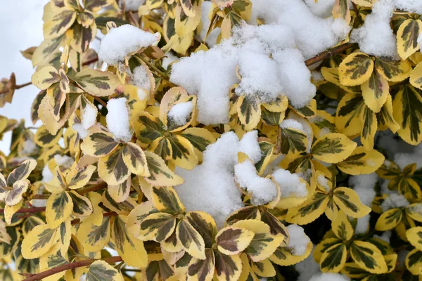 Ebedi yeşil çitin yaprakları Euonymus Fortune 'un soğuk karla kaplıydı..