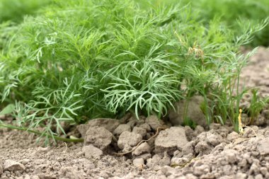 Bahçede bir sıra yeşil dereotu yaprağı filizlendi..