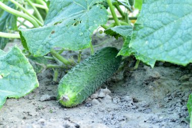 Salatalık çiftliği. Bir salatalık, salatalık çalılarının uzun gövdelerinde olgunlaşmıştır. Bir salatalık geniş yaprakların altında görünür..