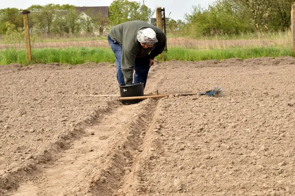 A farmer is preparing to sow plant seeds into the soil.