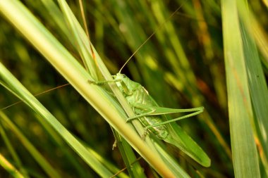Yeşil Yapraklı Yeşil Çekirge. Macros Fotoğrafı. Yüksek kalite fotoğraf