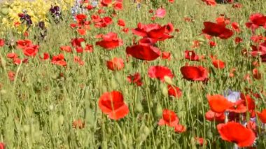Bahçedeki bir çiçek tarlasında açan kırmızı gelincik çiçekleri rüzgarla savrulur..