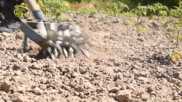 Tool Petani Menghilangkan Gulma Yang Tumbuh Antara Semak Semak Tomat — Stok Video