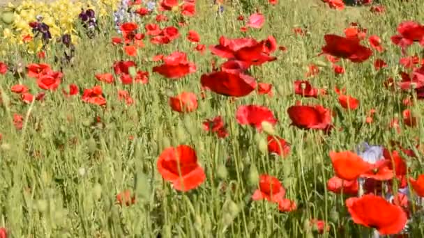 Červené Květy Máku Kvetoucí Květinovém Záhonu Zahradě Jsou Houpány Větrem — Stock video