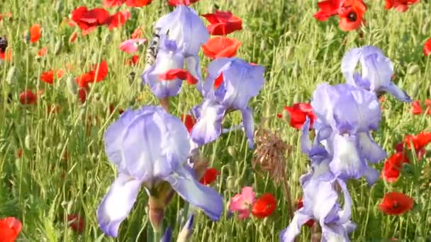 Gladioli Çiçekleri Rüzgarda Sallanan Kırmızı Gelincik — Stok video