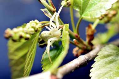 Beyaz bir çiçek örümceği ya da yengeç örümceği ilk filizlenen yapraklarda bir ağaç dalına oturur..