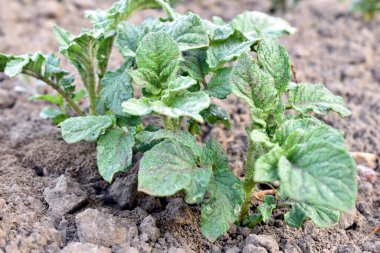 Bahçede filizlenen ilk yeşil patates yapraklarının yakın çekimi..