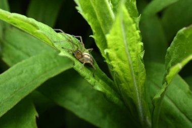 Sırtında çizgili gri bir örümcek bir bitki yaprağının üzerinde otururken avlanır..