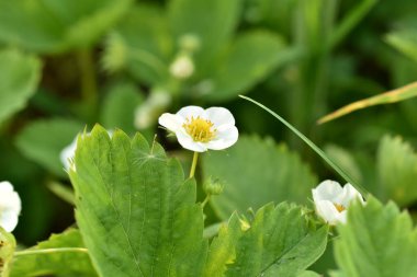 Bahçedeki çilek tarlası beyaz çiçeklerle çiçeklendi..