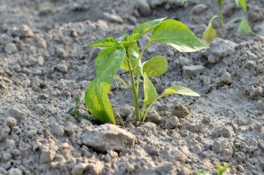 Çan biberi tohumları bahçedeki toprağa ekilir..