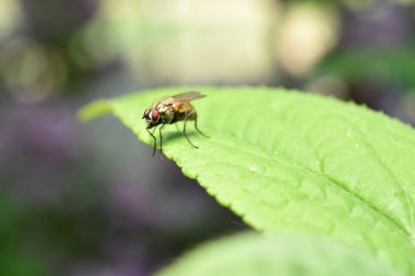 Kahverengi gözlü bir sinek geniş yeşil bir yaprağın üzerinde oturur..