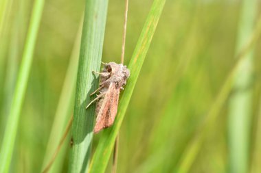 Çizgili ordu solucanı adı verilen açık kahverengi bir güve çimlerin üzerinde oturur..