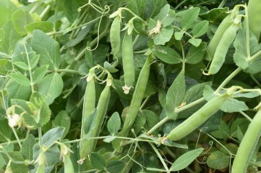 Bezelye tarlası. Bezelye kabukları çalıların üzerinde olgunlaşır..