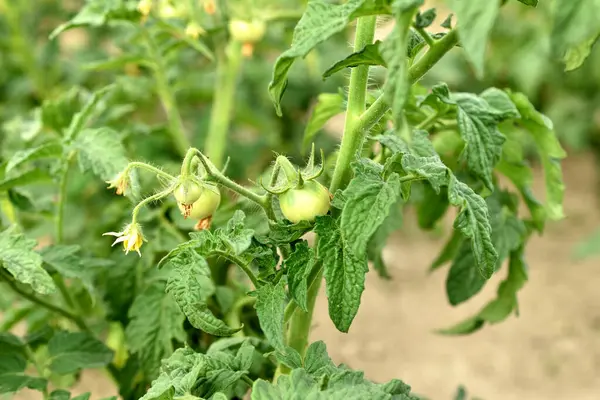 Tomato bush. Flowers bloomed on the branches of the bush and green tomato ovaries appeared.