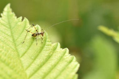 Alt familya Phaneropterinae 'den Katydid Nymph. Yüksek kalite fotoğraf