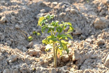Bir domates çalısı tohumları bir bahçe yatağına ekilir..