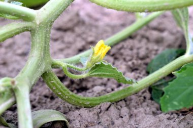 Kavun çalılarının dallarında sarı bir çiçek oluştu..