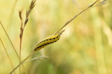 Sırtında siyah çizgiler olan sarı bir tırtıl. Bu kelebeğin tırtılı..