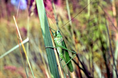 Büyük yeşil bir çekirge pençeleriyle çimlere tutunur..