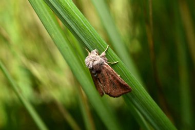 Night moth Great reed armyworm hides in the grass during the day. clipart
