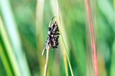 Böcek yumurtaları bir kozanın içine bırakıldı. Çimlerin üzerinde olgunlaştı..