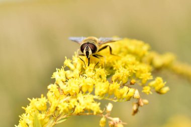 Bir erkek arı, bir dron, çiçekten nektar toplarken ön taraftan fotoğraflandı..