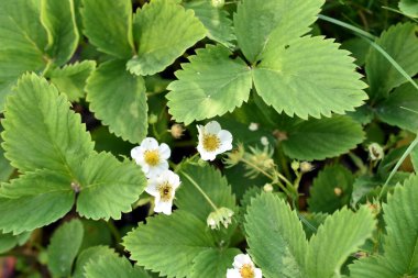 Baharda çilek çalılarında beyaz çiçekler belirdi..