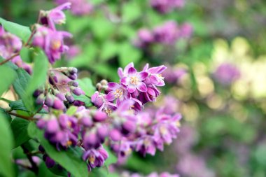 Tebrik kartı. Pembe deutzia çiçekleri yeşil yaprakların arka planında fotoğraflanır..