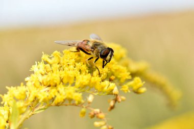 İHA 'nın üst tarafı, erkek arı. Bir böcek çiçeğin üzerinde oturur..