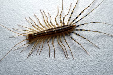 Bir sinekkapan, bir kırkayak, duvarda sürünüyor..