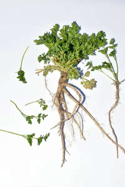 stock image Herbarium. Parsley root is a good-smelling herb that is used in cooking. The picture shows parsley leaves and the root system.