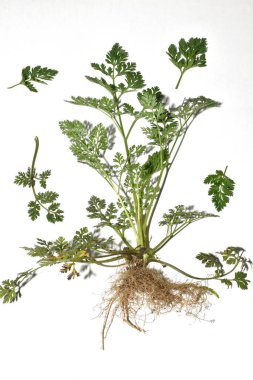 Flat-fruited trailer, field grass. The photo shows the leaves of the flat-fruited trailer plant, the stem and its root system. clipart