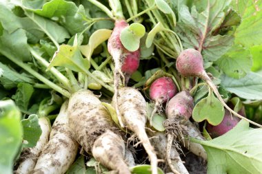 İki çeşit turp, kırmızı ve sarkık, bahçeden toplanmış, üst kısımlarıyla birlikte..