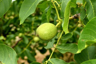 Ceviz ağacının bir dalında yeşil bir meyve ya da fındık yumurtalığı oluşmuştur..